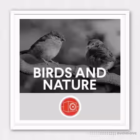 Big Room Sound Birds and Nature [WAV] - Sample Pack Artwork
