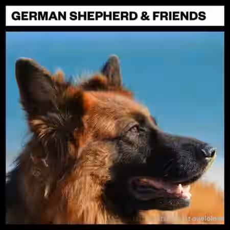 Big Room Sound German Shepard and Friends [WAV] - Sample Pack Artwork
