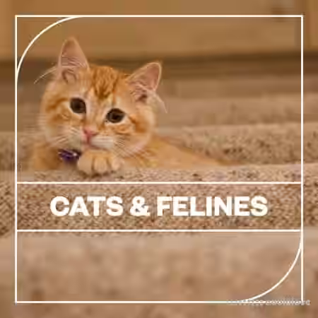 Blastwave FX Cats and Felines [WAV] - Sample Pack Artwork