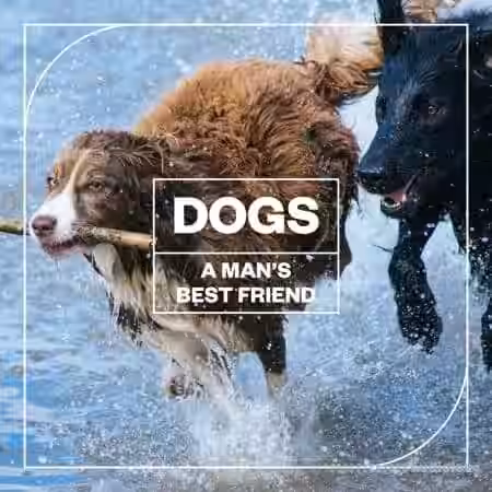 Blastwave FX Dogs: A Man's Best Friend [WAV] - Sample Pack Artwork