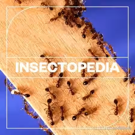 Blastwave FX Insectopedia [WAV] - Sample Pack Artwork