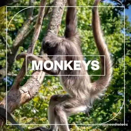 Blastwave FX Monkeys [WAV] - Sample Pack Artwork