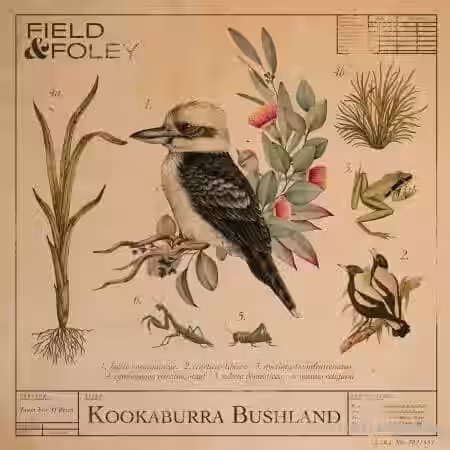 Field and Foley Kookaburra Bushland [WAV] - Sample Pack Artwork