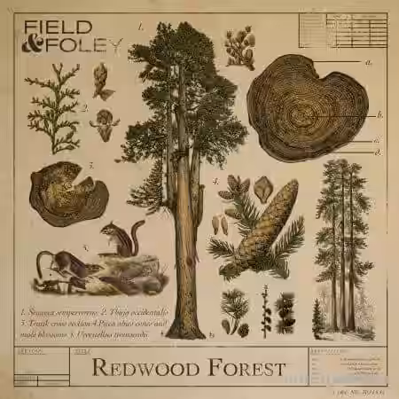 Field and Foley Redwood Forest [WAV] - Sample Pack Artwork