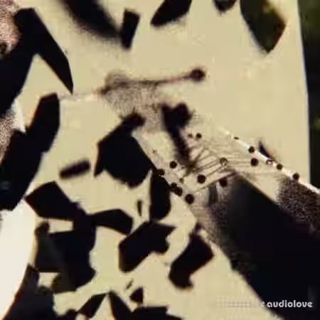 Maadfrfr x Xrazycoolin Vars!ty Drumkit [WAV] - Sample Pack Artwork