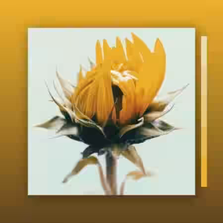 MarcDBeats Passion [WAV] - Sample Pack Artwork