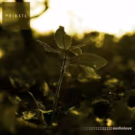 Noiiz Foley Drum and Bass by Primate [WAV] - Sample Pack Artwork