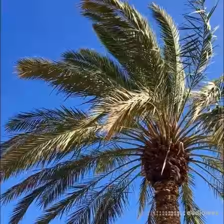 Noiiz Tropical Bass Vocals by Daniel Haaksman [WAV] - Sample Pack Artwork