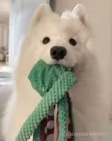 Nyli2b Sfx Kit [WAV] - Sample Pack Artwork