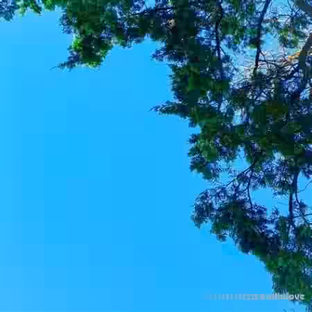 rosewither New Samples [WAV] - Sample Pack Artwork