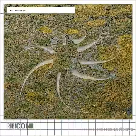 Rubicon Biopoiesis [WAV] - Sample Pack Artwork
