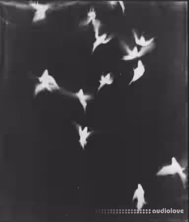 Shardem Drum Kit Vol.2 [WAV, Synth Presets, DAW Templates] - Sample Pack Artwork