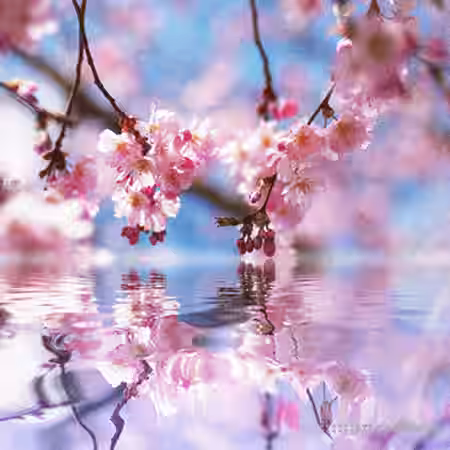 Shxrkz arizona drumkit [WAV, Synth Presets] - Sample Pack Artwork