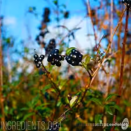 Smallprint Ingredients SmallPrint Ingredients 004: Seanote [WAV] - Sample Pack Artwork