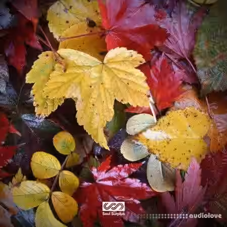 Soul Surplus Autumn Bliss [WAV] - Sample Pack Artwork