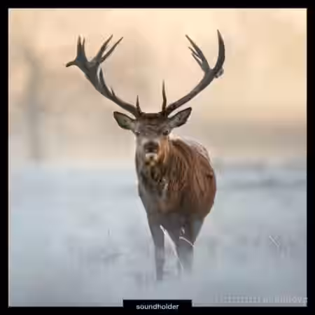 Soundholder Roaring Stags [WAV] - Sample Pack Artwork