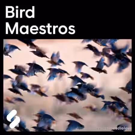 Splice Explores Bird Maestros [WAV] - Sample Pack Artwork