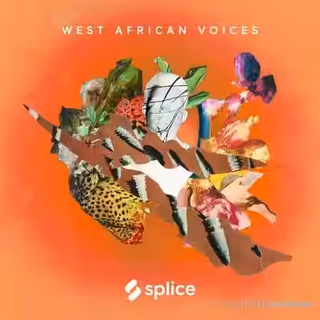 Splice Sessions West African Voices [WAV] - Sample Pack Artwork