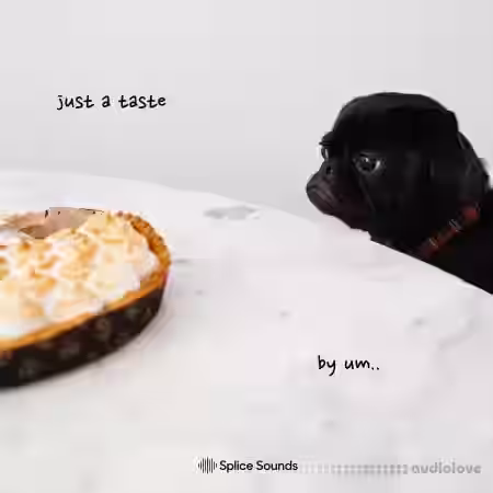Splice Sounds UM.. Just a Taste Sample Pack [WAV] - Sample Pack Artwork
