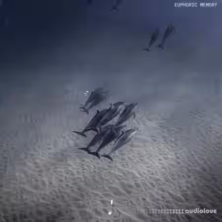 Touch Loops Euphoric Memory [WAV] - Sample Pack Artwork