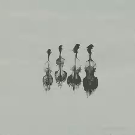 Wrongtools Feathersome Strings [KONTAKT] - Sample Pack Artwork